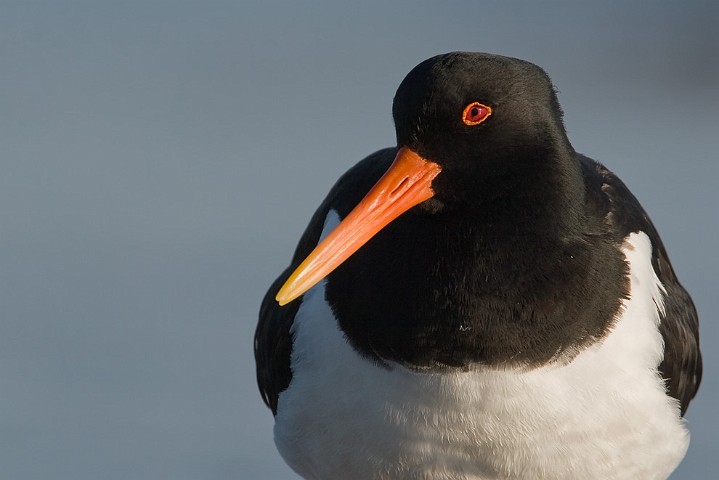 Austernfischer Haematopus ostralegus